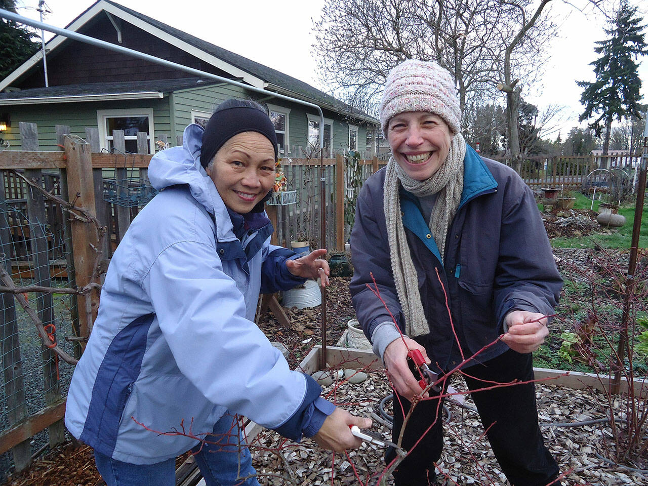 Clallam County Master Gardeners Audreen Williams and Jeanette Stehr-Green will discuss blueberry pruning via Zoom during the first in the Digging Deeper educational series from 10:30 a.m. to noon Saturday. (Submitted photo)