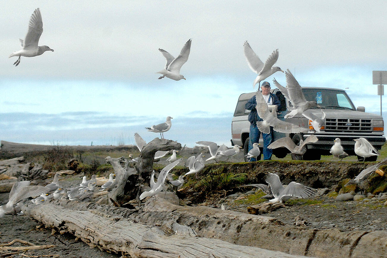 Kenneth Tachell of Port Angeles is surrounded by seagulls as he tosses out bread crumbs on Thursday at Ediz Hook in Port Angeles. Tachell said he frequently visits the sand spit to feed and admire the birds. (Keith Thorpe/Peninsula Daily News)