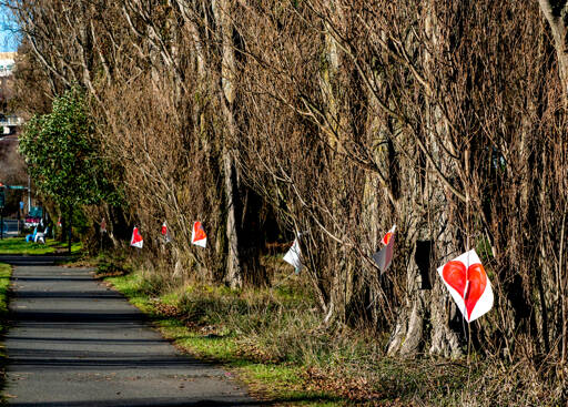 Heart signs were hung on the poplar trees lining state Highway 20 in Port Townsend on Saturday. One sign was signed by someone named Bill that declared, “Save the Poplars.” The signs were taken down on Sunday. City Manager John Mauro said Tuesday that city crew members did not remove the signs. The Peninsula Daily News on Monday incorrectly said that they had.(Steve Mullensky/for Peninsula Daily News)