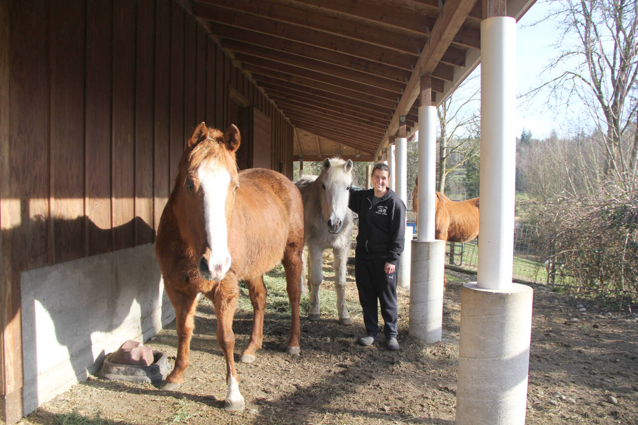 Sara Penhallegon stands with three horses Center Valley Animal Rescue seized from abusive homes. Tilly, front, Angel, center, and Diva are being rehabilitated and made ready for adoption. (Karen Griffiths / for Peninsula Daily News)