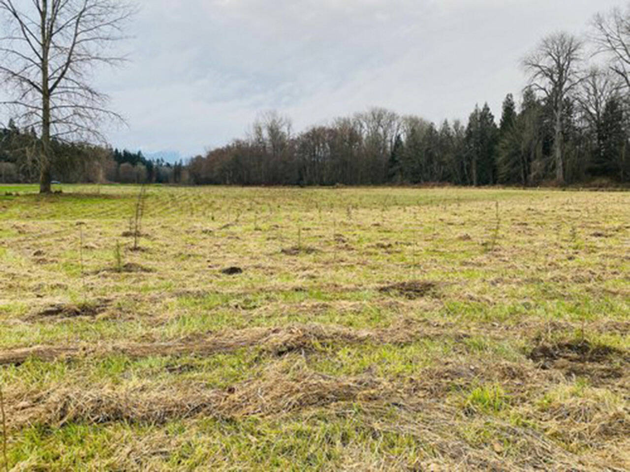 Volunteers are sought to help plant and install plant protectors along the Dungeness River helping to restore a portion of a 52-acre of floodplain that will soon be reconnected to the Dungeness River following setback of a levee. (Photo courtesy of Clallam Conservation District)