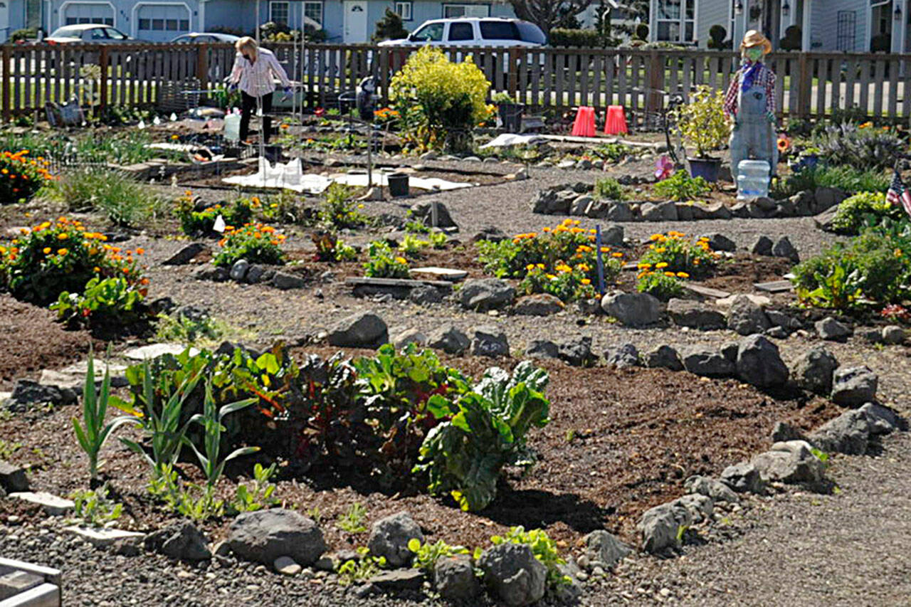 Some spaces are available in the Community Organic Gardens of Sequim (COGS) on Fir Street. Those interested can contact Liz Harper at 360-477-4881. (Matthew Nash/Olympic Peninsula News Group)