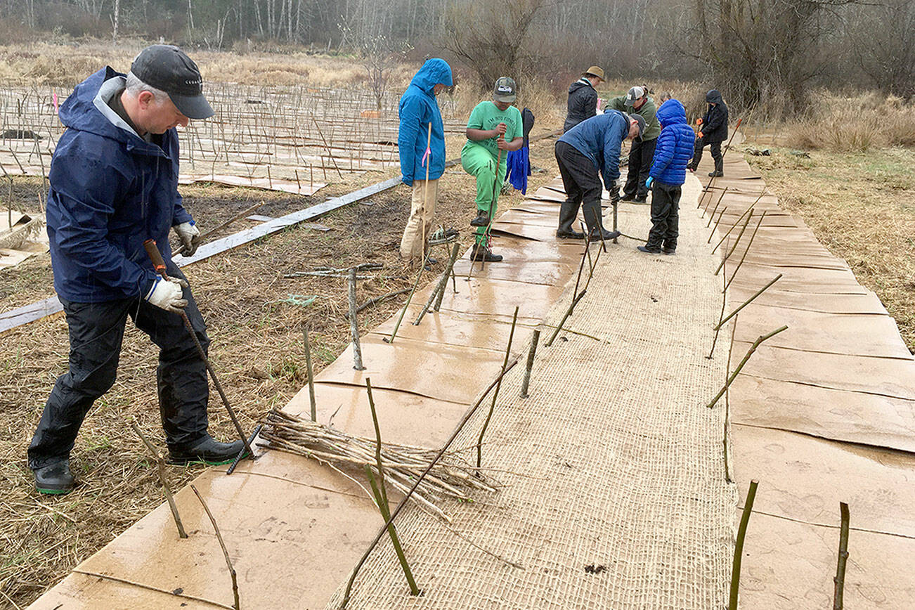 Volunteers stab through sheets of cardboard to plant shrubs to grow to shade out reed canary grass, an invasive species, along Tarboo Creek during the 16th annual Plant-A-Thon. (Northwest Watershed Institute)