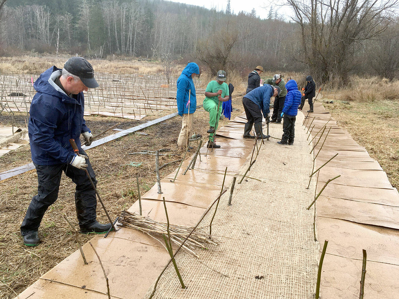 Volunteers stab through sheets of cardboard to plant shrubs to grow to shade out reed canary grass, an invasive species, along Tarboo Creek during the 16th annual Plant-A-Thon. (Northwest Watershed Institute)