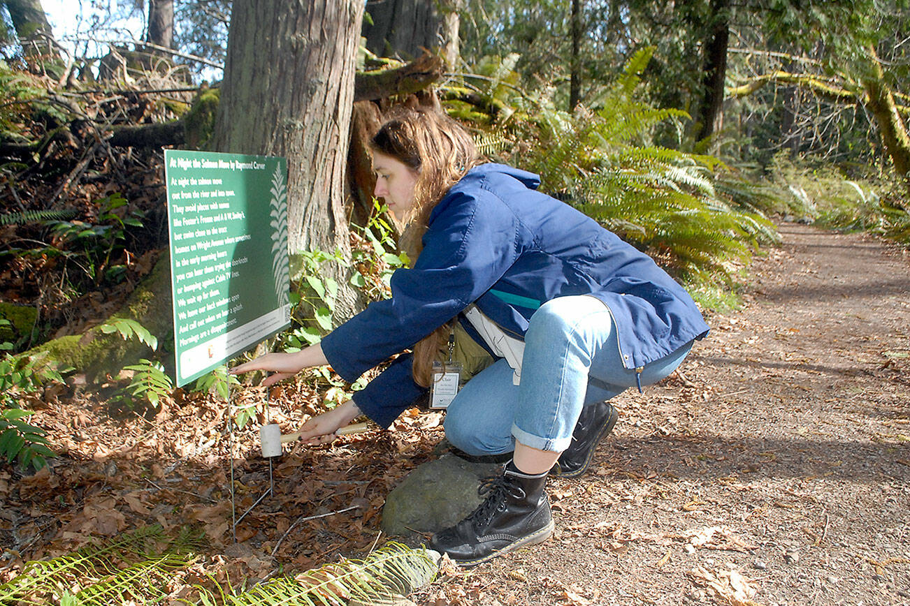 Clair Dunlap, youth services librarian with the North Olympic Library System, installs a placard with a poem by Raymond Carver along the Living Forest Trail behind the Olympic National Park visitor center in Port Angeles on Tuesday. (Keith Thorpe/Peninsula Daily News)