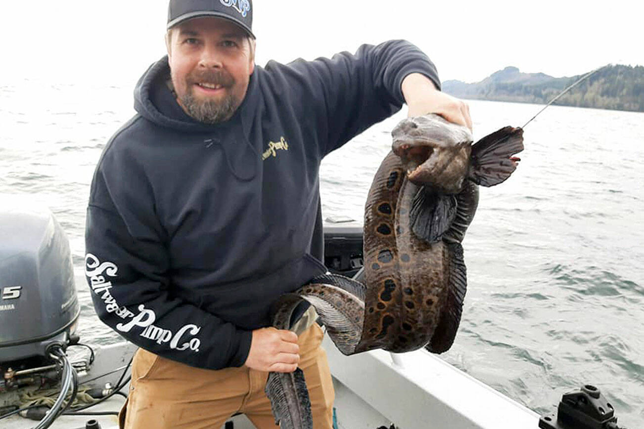 Marysville angler Nick VandenBosch caught this wolf eel, a member of the wolffish family, while fishing off of Neah Bay last weekend.
