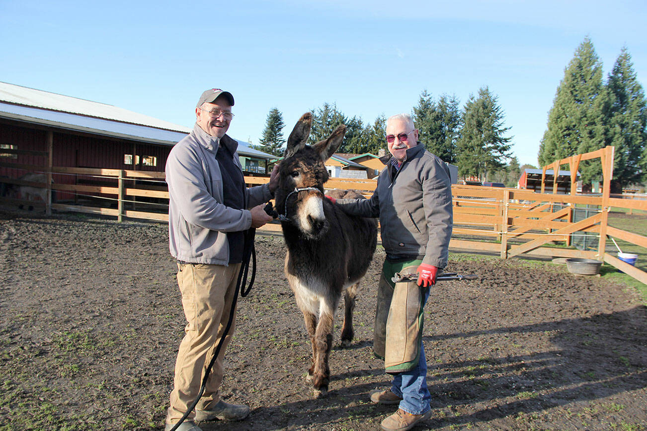 Snickers the rescued donkey with owner Tony Boaz, left, and farrier Glade Rankin. (Karen Griffiths / for Peninsula Daily News)