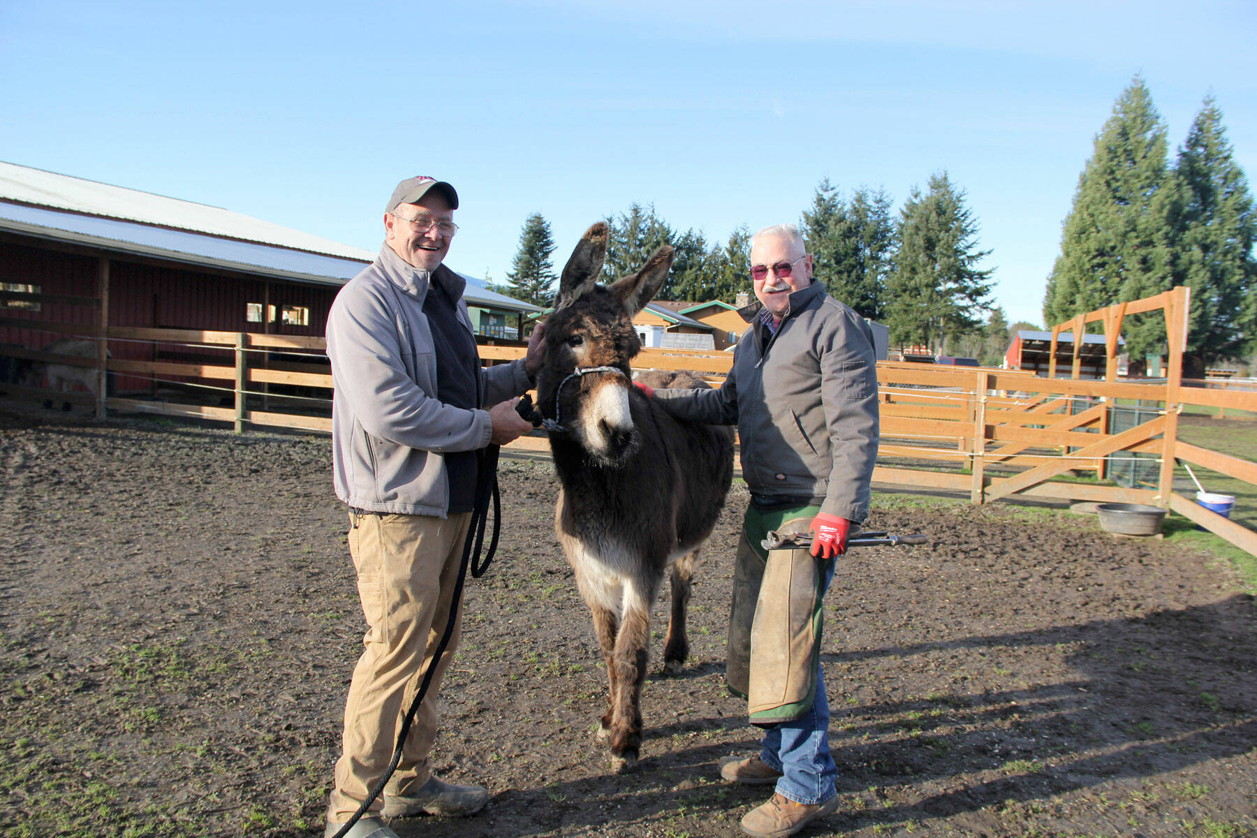 Snickers the rescued donkey with owner Tony Boaz, left, and farrier Glade Rankin. (Karen Griffiths / for Peninsula Daily News)
Snickers the rescued donkey with owner Tony Boaz, left, and farrier Glade Rankin. (Karen Griffiths / for Peninsula Daily News)