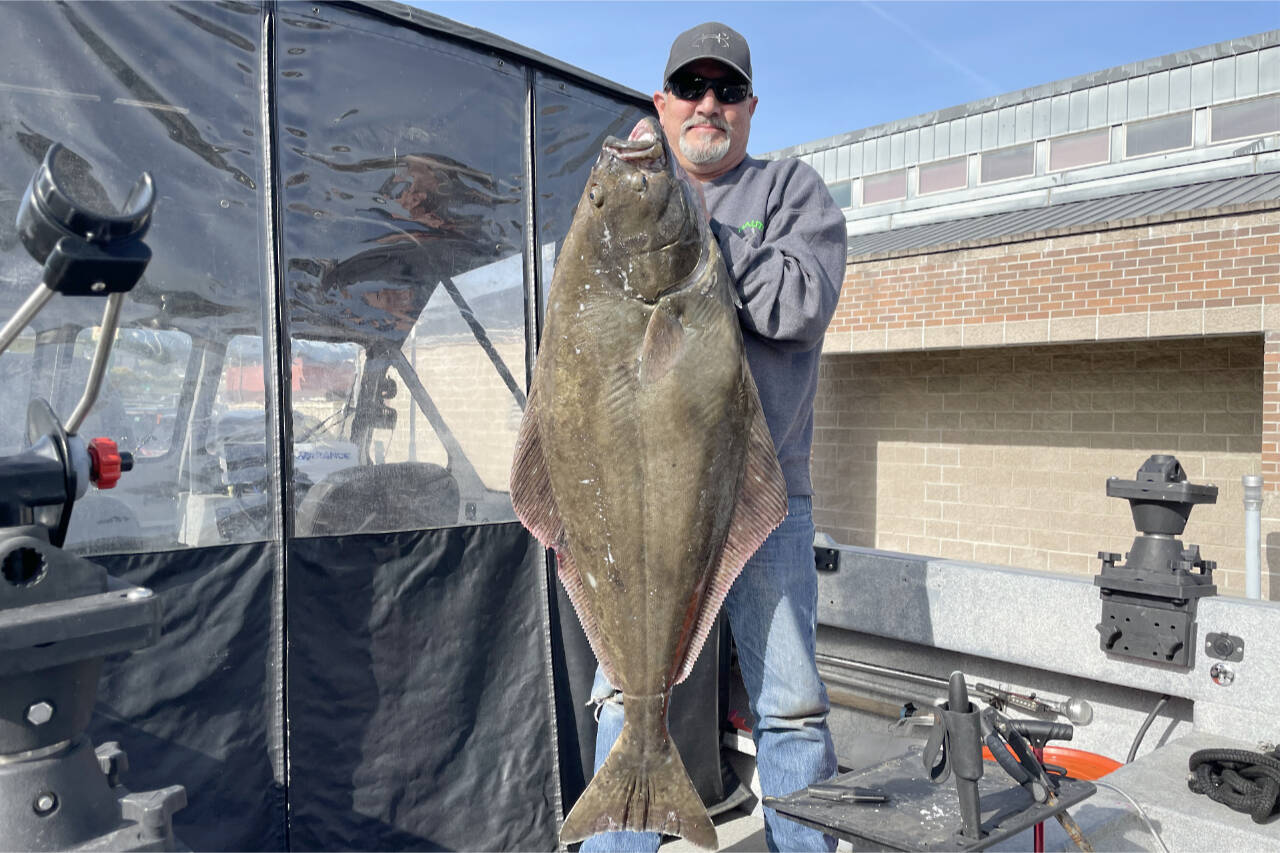 Courtesy photo
Greg Billings caught this 43-pound halibut on opening day Thursday in Marine Area 6 (Low Point to Port Townsend).