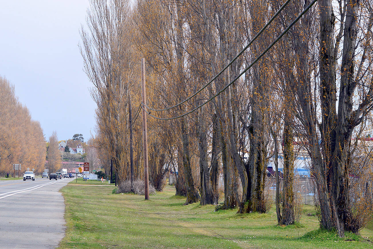 The Lombardy poplars bordering the Port Townsend Boat Haven on Sims Way — along with the utility lines — continue to be the subject of debate. (Diane Urbani de la Paz/Peninsula Daily News)