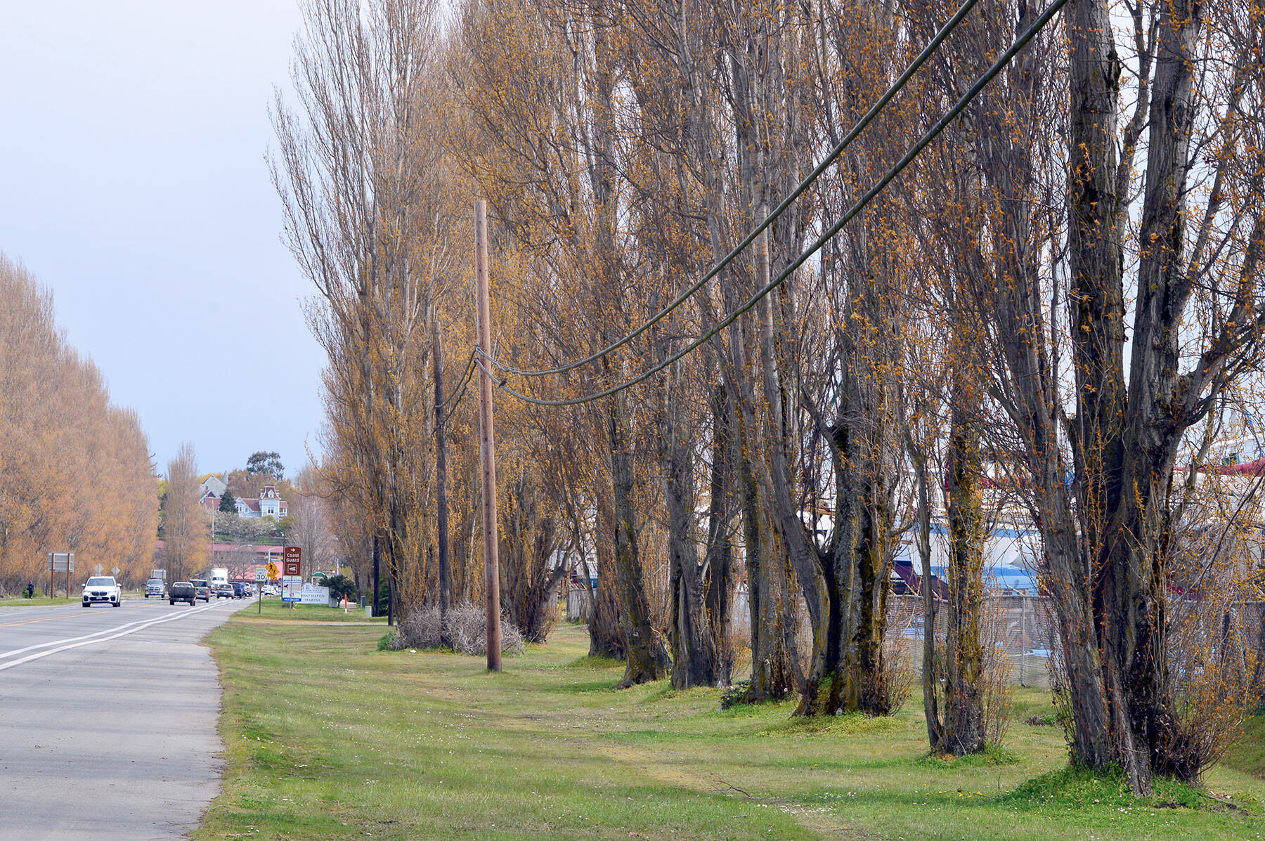 The Lombardy poplars bordering the Port Townsend Boat Haven on Sims Way — along with the utility lines — continue to be the subject of debate. (Diane Urbani de la Paz/Peninsula Daily News)