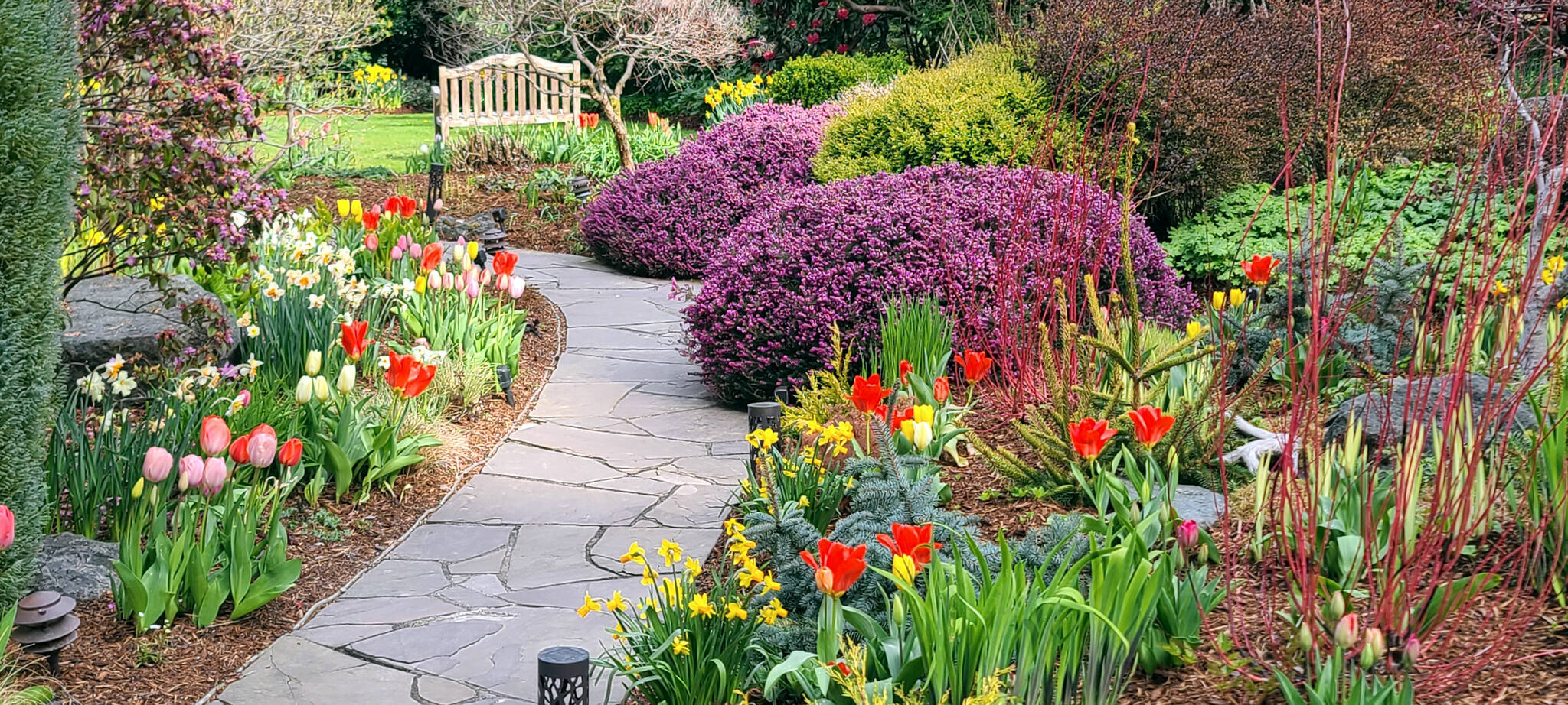 Spring bulbs and plants lead garden guests along pathways with tempting colors. (Andrew May/For Peninsula Daily News)