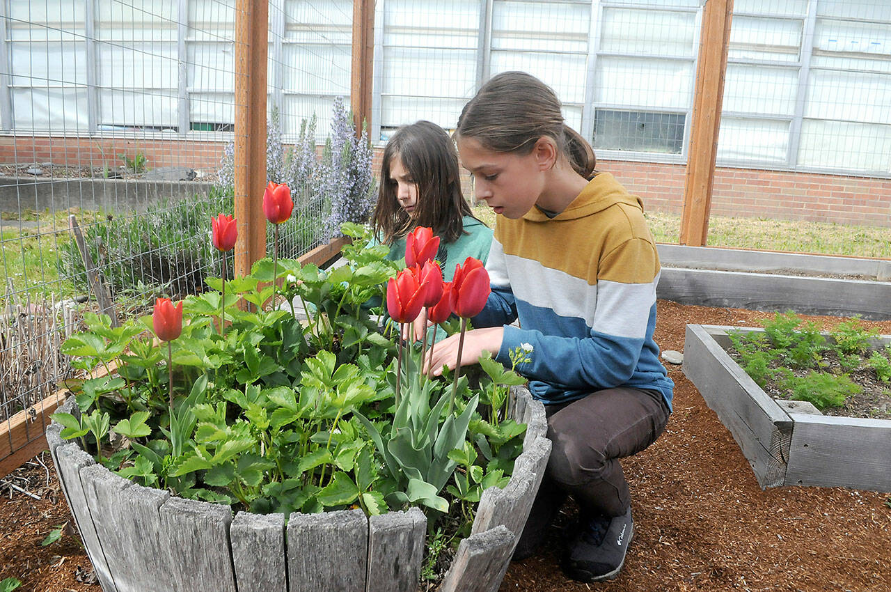 Franklin School students Theodore Miller, 8, and McHenry Miller, 12, look for ladybugs in a raised planter in the school’s garden. (Keith Thorpe/Peninsula Daily News)
