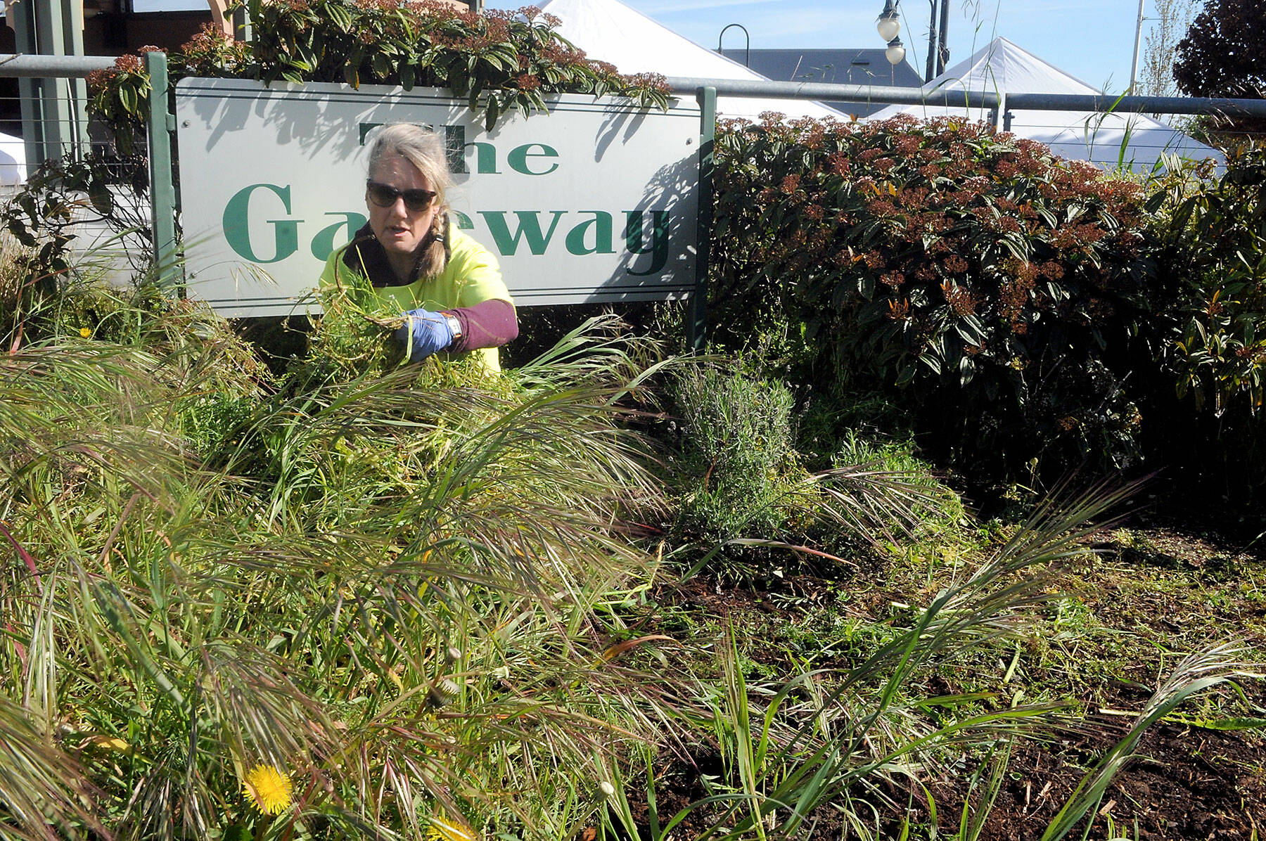 Sharon Prosser, a board member for the Port Angeles Farmers Market, pulls weeds from the welcome sign at The Gateway transit center in downtown Port Angeles during Saturday’s Big Spring Spruce Up. The second annual event saw teams cleaning around the downtown area in an activity hosted by ElevatePA, the Port Angeles Regional Chamber of Commerce and the city of Port Angeles. (Keith Thorpe/Peninsula Daily News)