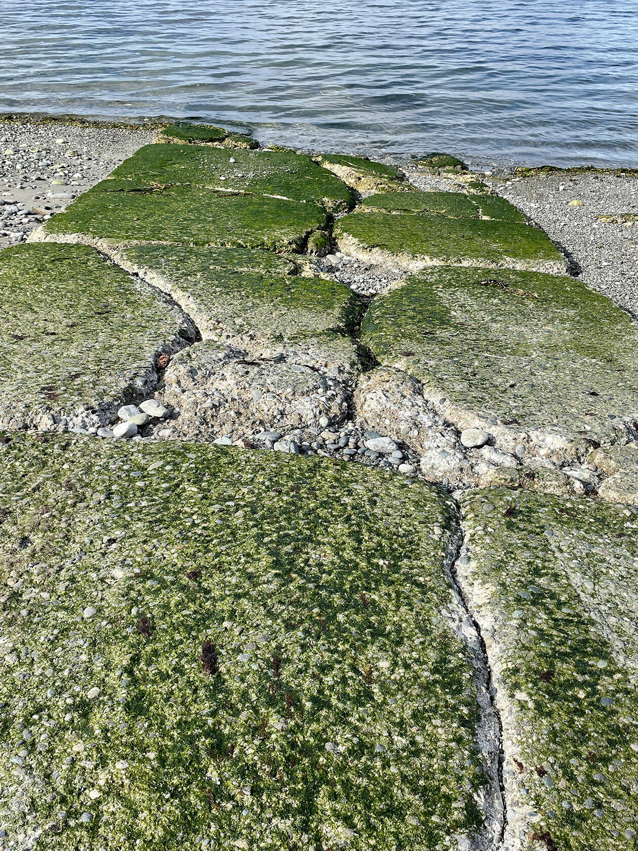 Deep fissures and missing chunks of concrete mark the Gardiner boat ramp that was constructed during the Johnson administration. (Paula Hunt/for Peninsula Daily News)