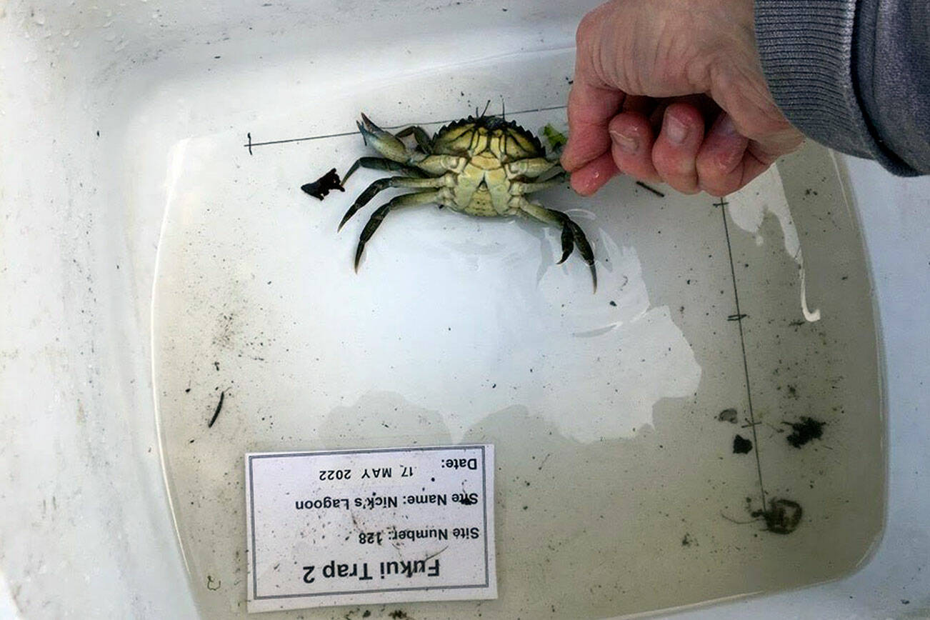 Washington Sea Grant Volunteers with Washington Sea Grant have captured a male European green crab Seabeck in Kitsap County, the first known detection of European green crabs in Hood Canal.