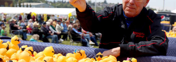 Don Dundon, sales manager at Wilder Toyota, plucks the winning duck from a Wilder truck Sunday at the 33rd annual Duck Derby on Sunday. The winner was Tracy’s Insulation. More than 32,000 ducks were sold this year, the most in the past 12 years. (Dave Logan/For Peninsula Daily News)