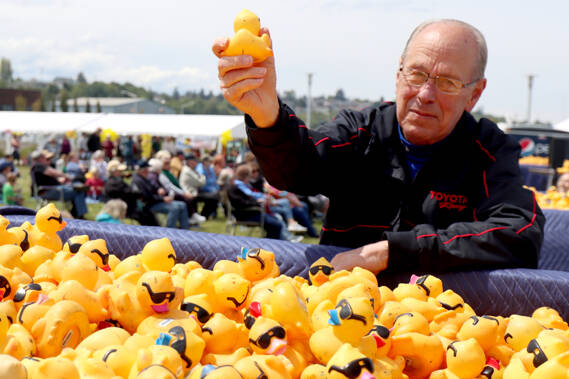 Don Dundon, sales manager at Wilder Toyota, plucks the winning duck from a Wilder truck Sunday at the 33rd annual Duck Derby on Sunday. The winner was Tracy’s Insulation. More than 32,000 ducks were sold this year, the most in the past 12 years. (Dave Logan/For Peninsula Daily News)