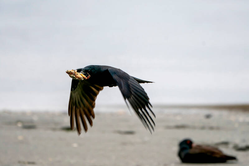 A crow makes off with a crab stolen from a gull on the beach at the Port Townsend Boat Haven. Cloudy skies are forecast Tuesday and Wednesday with high temperatures near 60 degrees. A chance of rain returns for Memorial Day weekend. (Steve Mullensky/for Peninsula Daily News)