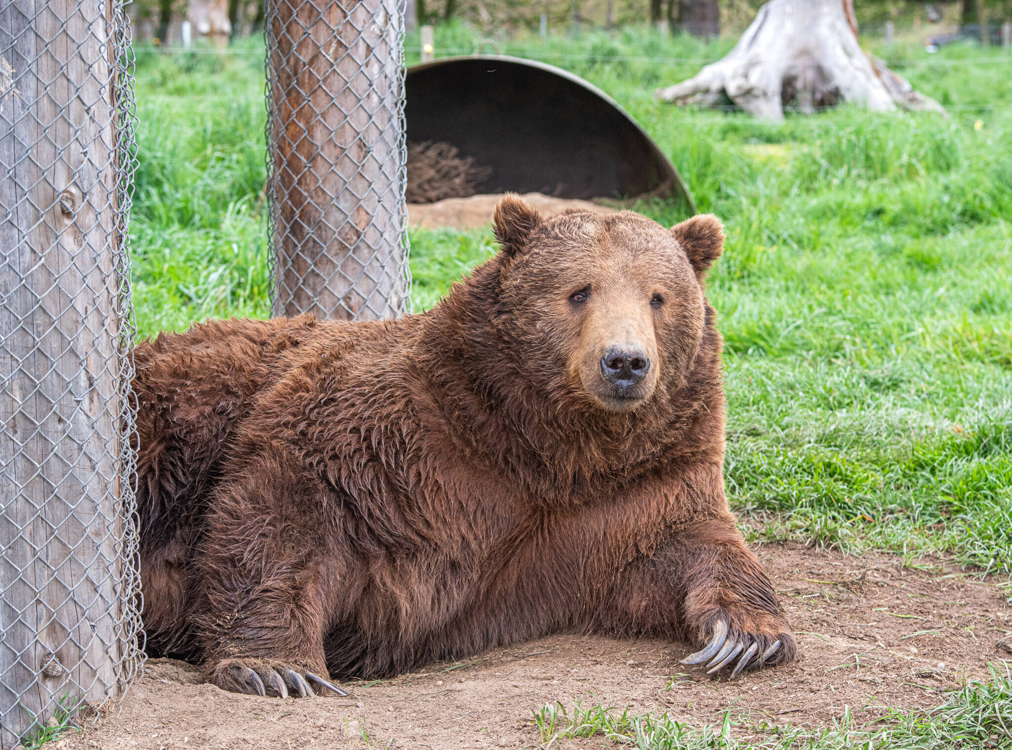 Fum is a 26-year-old Kodiak brown bear.