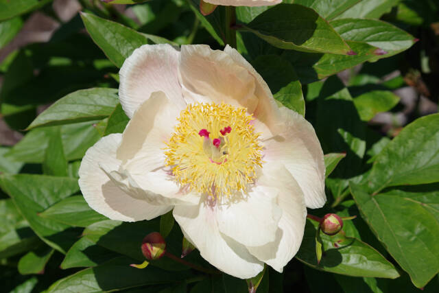 Irrigated peony. Photo by Leslie A Wright