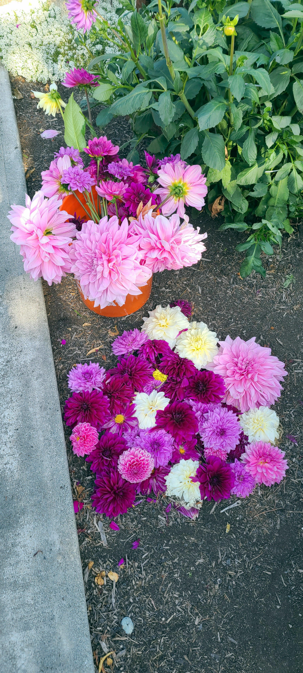 Here is a prime example of the diversity of dahlias as cut flowers — not only strong stems but an amazing array of colors, shapes and sizes. (Andrew May/For Peninsula Daily News)