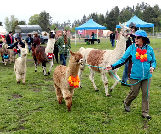 Volunteer Sherilyn Seyler leads Starlin, an alpaca, in a parade of alpacas and llamas Saturday at the Olympic Peninsula Alpaca/Llama Rescue Farm. The event was at an open house to bring awareness of the farms mission, which is to provide a safe haven, rehabilitation center and rehoming program for Alpacas and Llamas. (Dave Logan/for Peninsula Daily News)