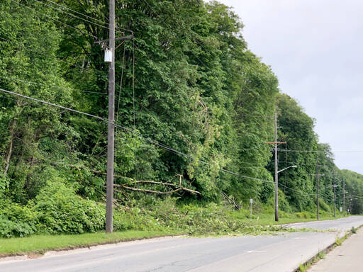 A tree came down through power lines on Marine Drive on Thursday morning in Port Angeles. (Keith Thorpe/Peninsula Daily News)