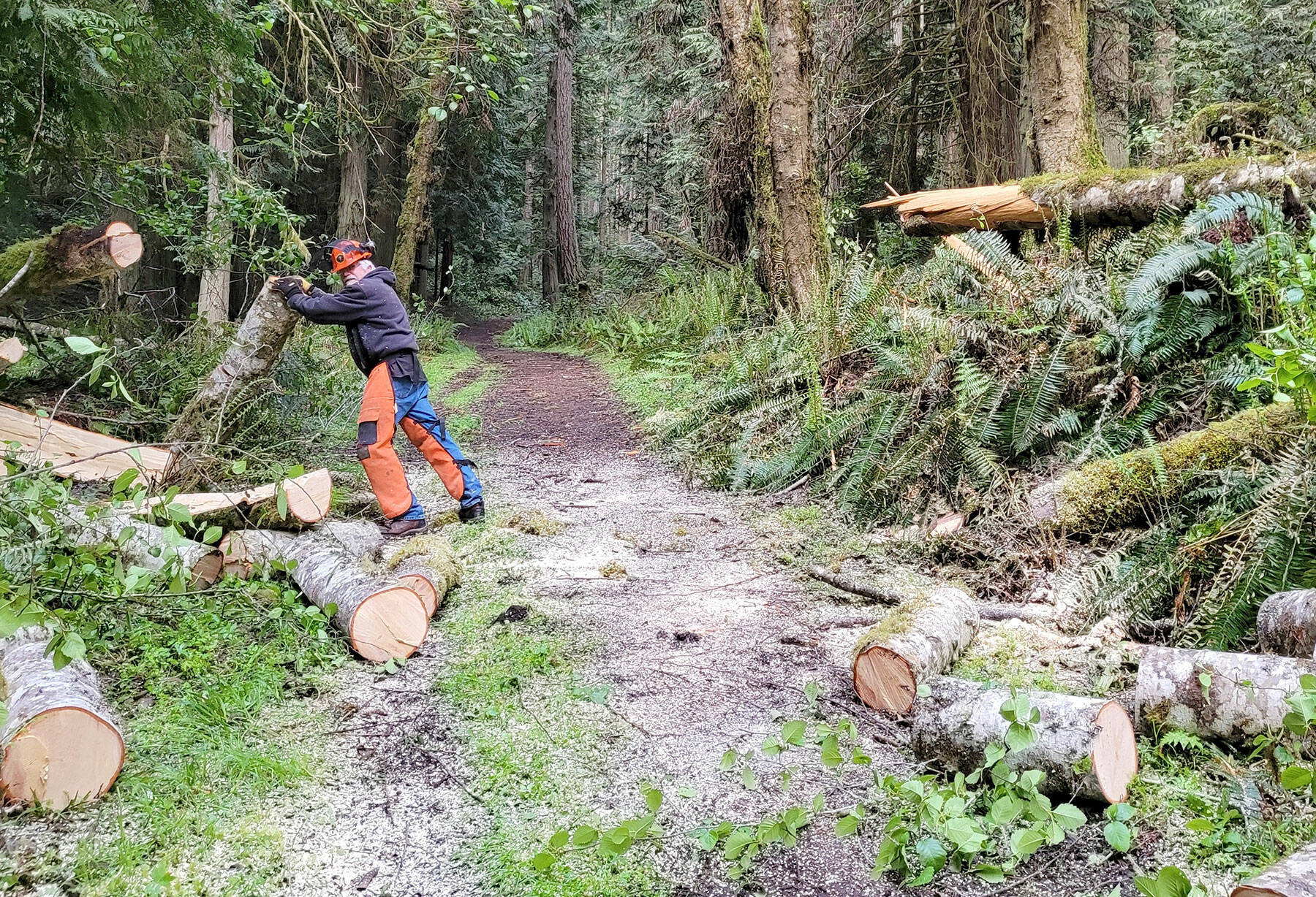 Despite making sure the trails on Miller Peninsula were clear the day before, a couple of trees fell overnight. BCH certified sawyer Rick King brought his chainsaw and cleared the way. (Courtesy of Suzanne King)