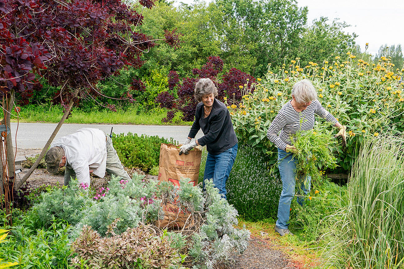 Steve Mullensky/for Peninsula Daily News

Tim O’Neill, Ginger Fortier and Honey Neimann, all from Port Townsend and members of Jefferson County Master Gardeners Foundation, pick weeds and do other clean up at Dahlia Park, on the corner of 10th St. and Sims Way in Port Townsend on Wednesday afternoon. The association took over the maintenance of the garden from the city in 2003 and volunteers like these make certain the park is always looking nice and appropriate for the season.