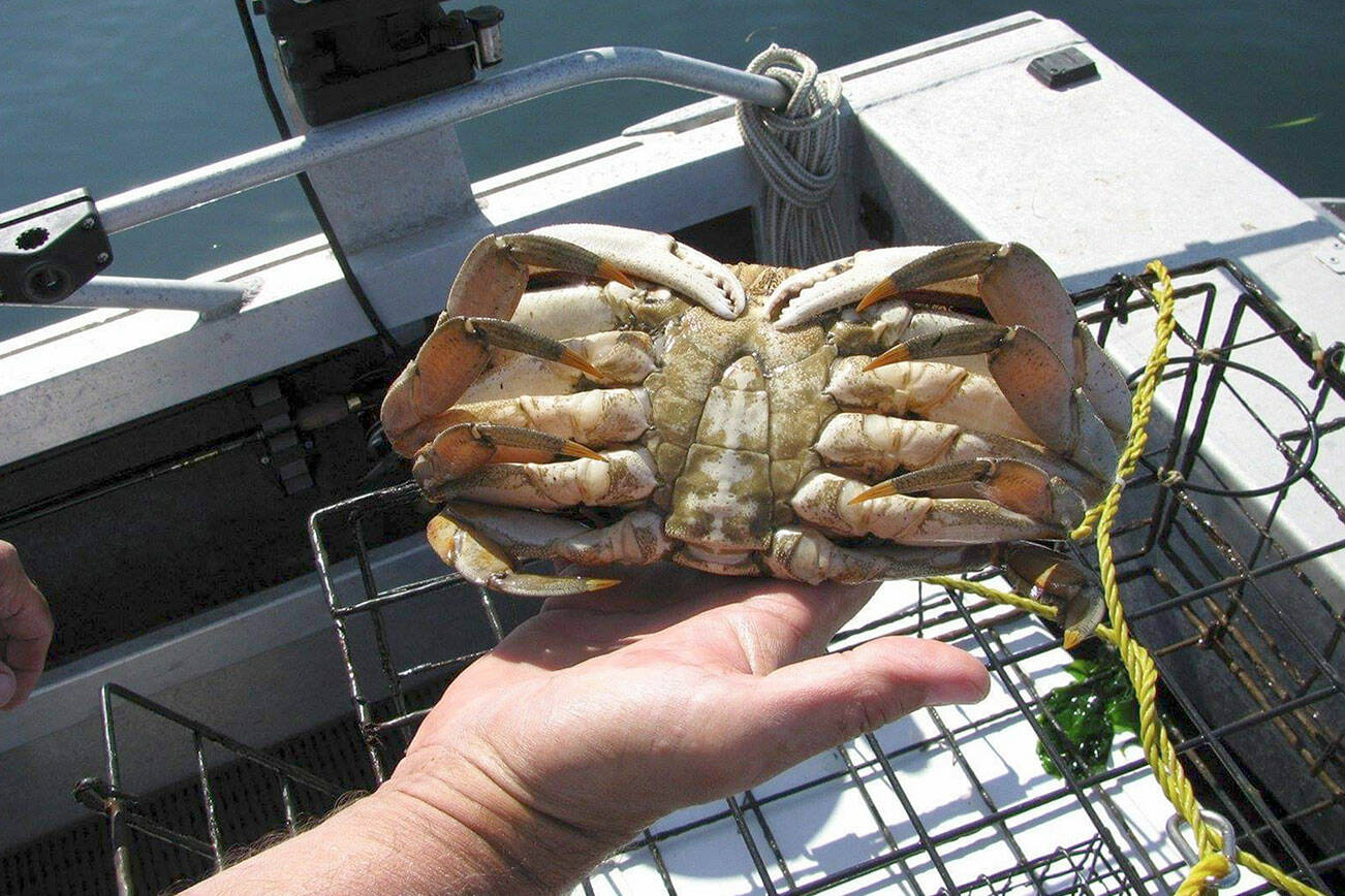 Puget Sound Anglers

A Dungeness crab discussion will be presented by members of the North Olympic Peninsula chapter of Puget Sound Anglers at Wednesday's club meeting at the Sequim Elks Lodge.
