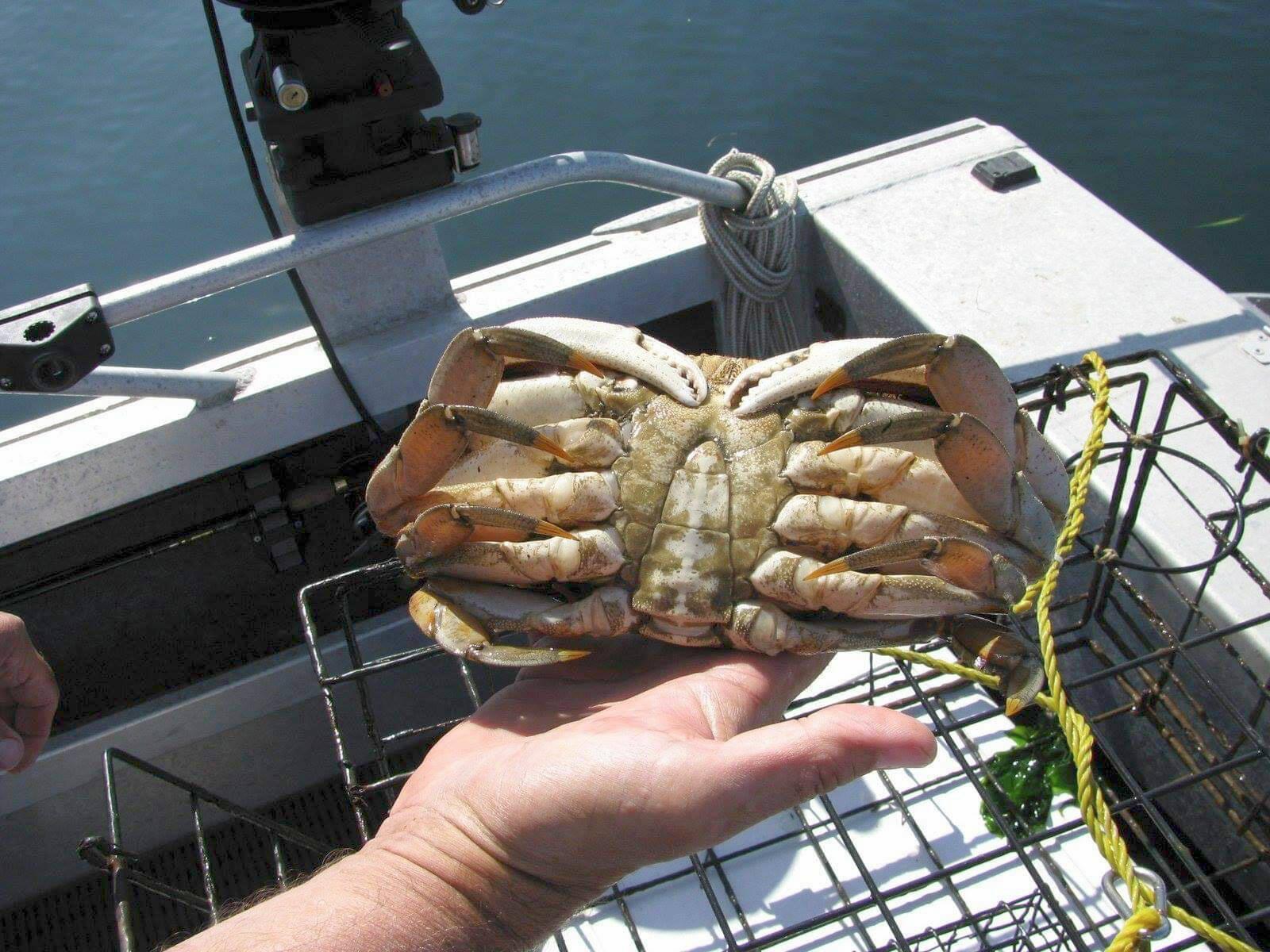 Puget Sound Anglers A Dungeness crab discussion will be presented by members of the North Olympic Peninsula chapter of Puget Sound Anglers at Wednesdays club meeting at the Sequim Elks Lodge.