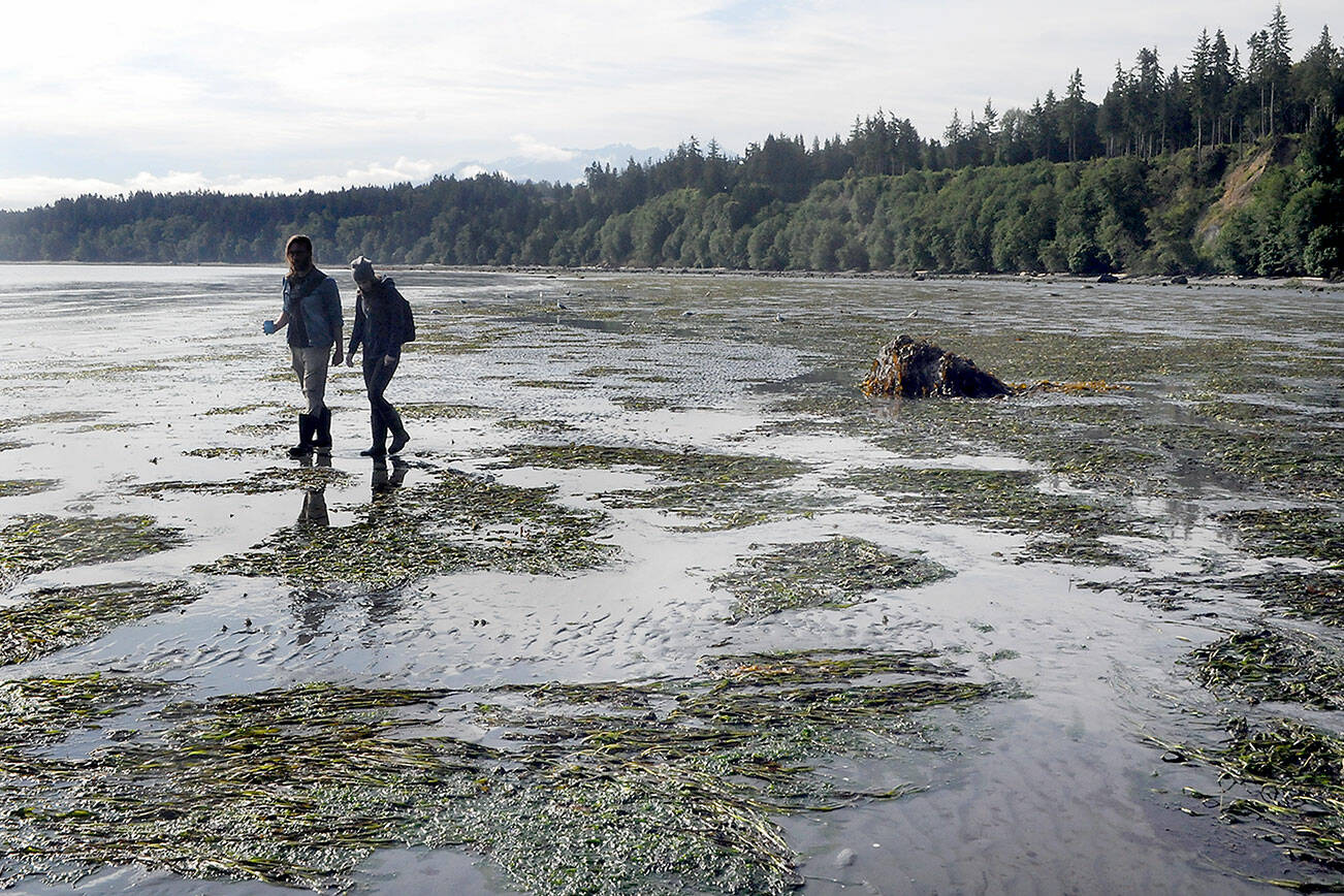 Keith Thorpe/Peninsula Daily News
Curtis Welcker of Freshwater Bay and Amy Joy Sedberry of Port Angeles walk along the tidal flats at Freshwater Bay County Park west of Port Angeles during Wednesday's lowest tide of the year at minus 2.62. Daily minus tides are predicted for most locations in Northwest Washington through the weekend