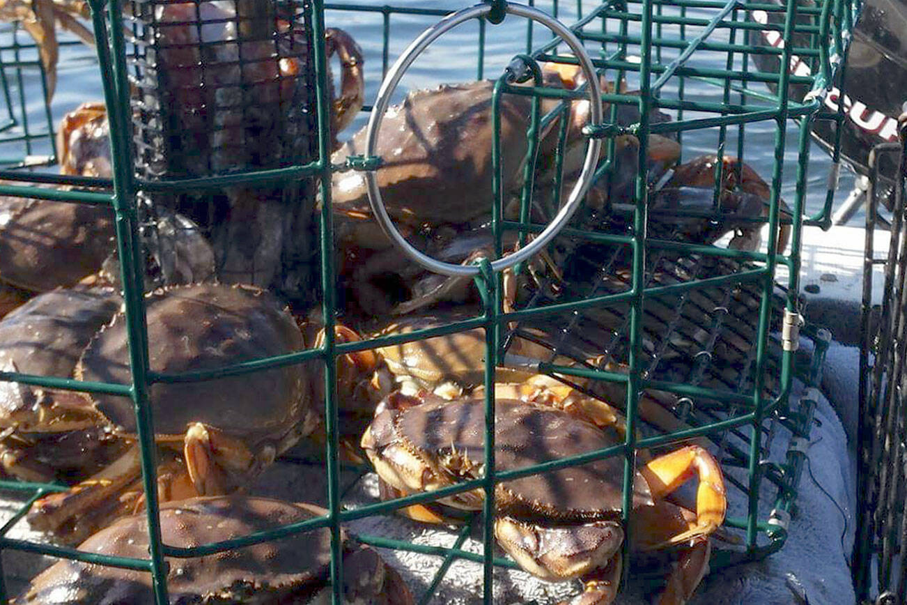 Puget Sound Anglers-North Olympic Peninsula chapter
A full Dungeness crab pot awaits crabbers during a run to check pots on the Strait of Juan de Fuca last summer.