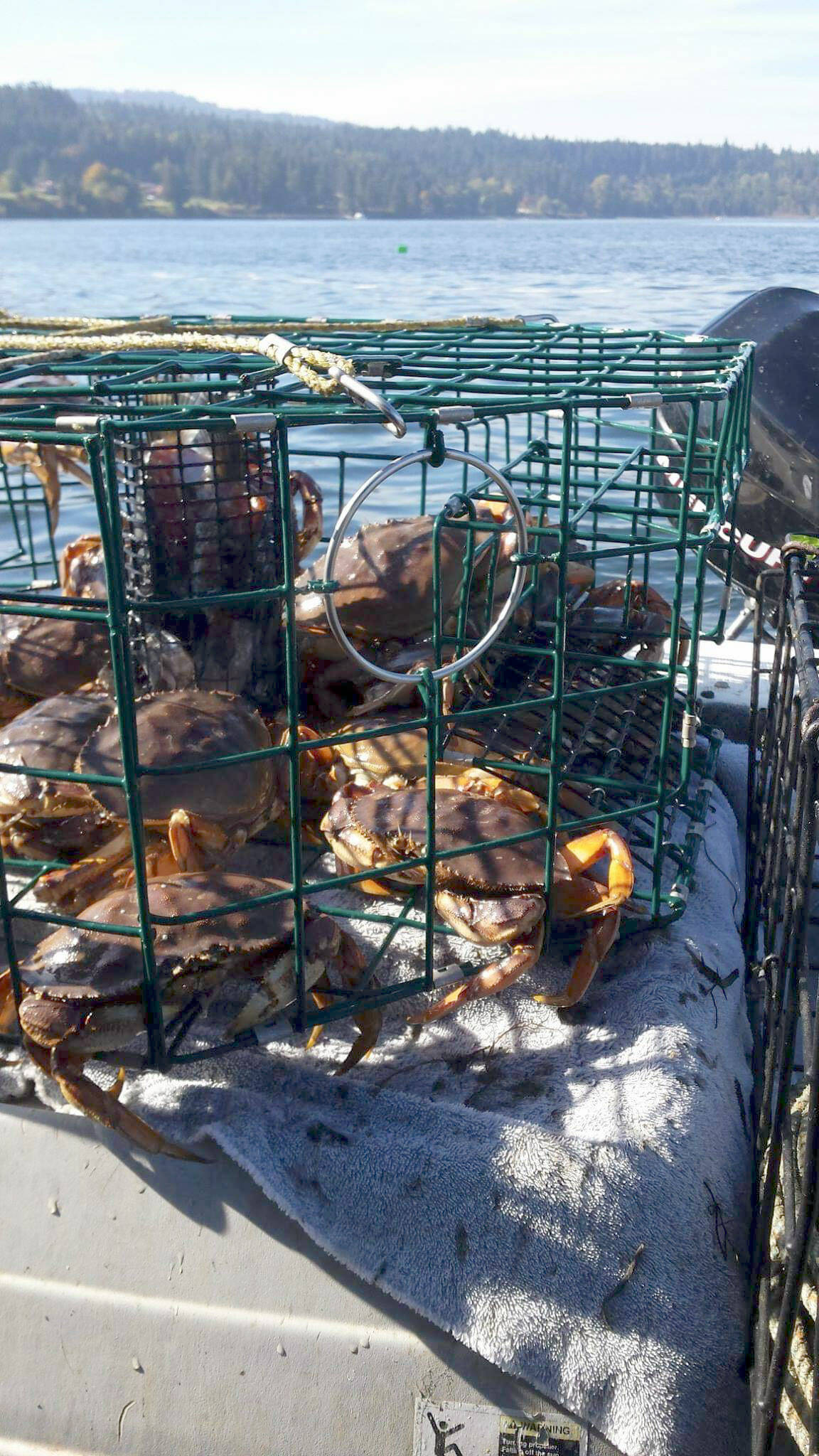 Puget Sound Anglers-North Olympic Peninsula chapter A full Dungeness crab pot awaits crabbers during a run to check pots on the Strait of Juan de Fuca last summer.