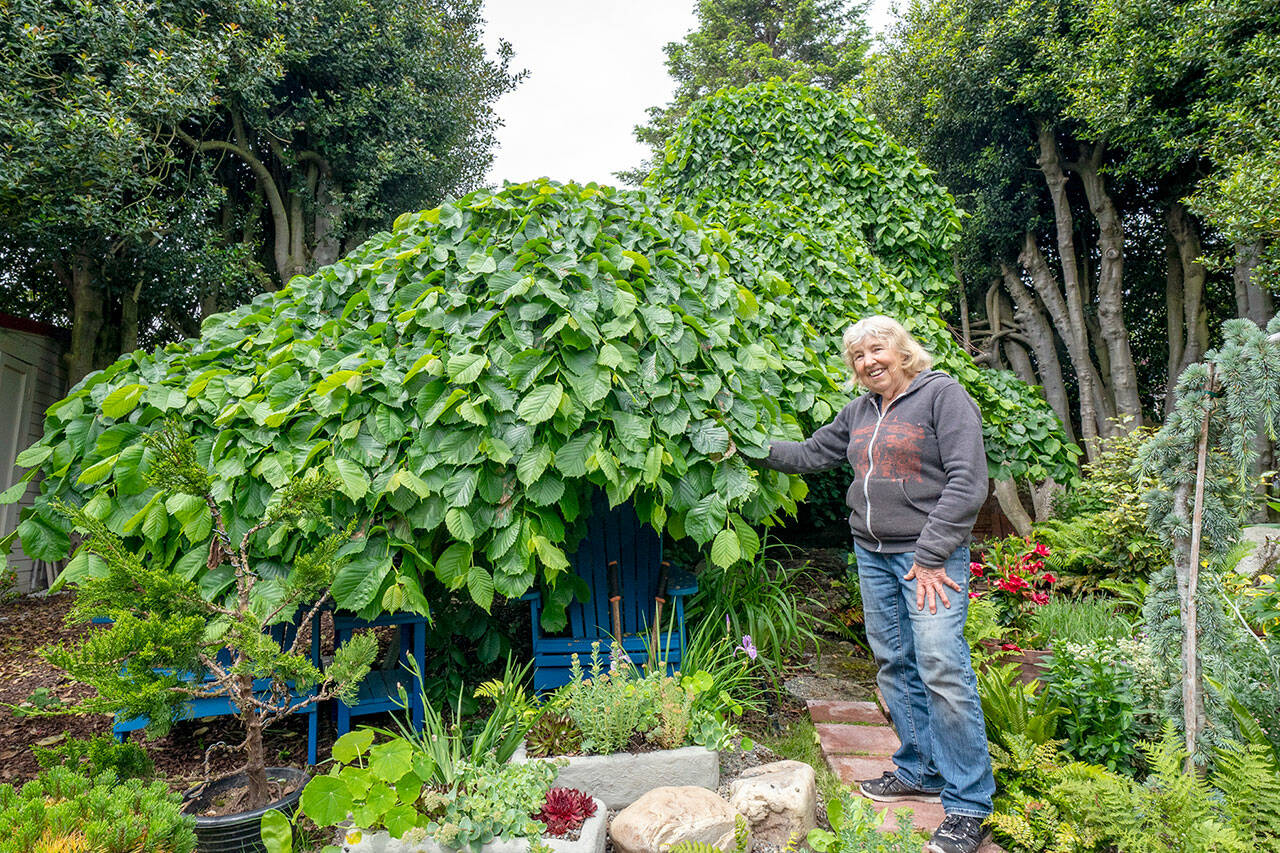 Camperdown Elm Peninsula Daily News