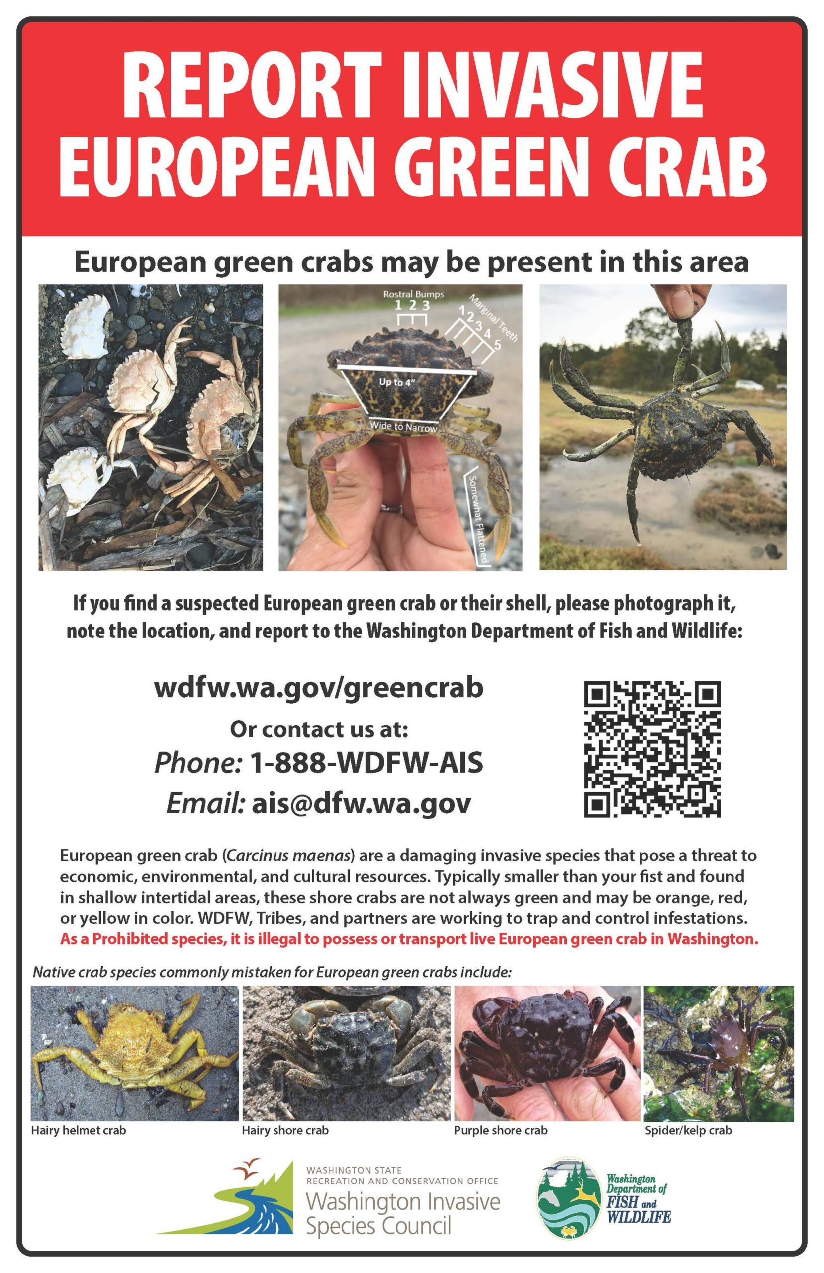WDFW signs being put up to help people identify European green crabs.