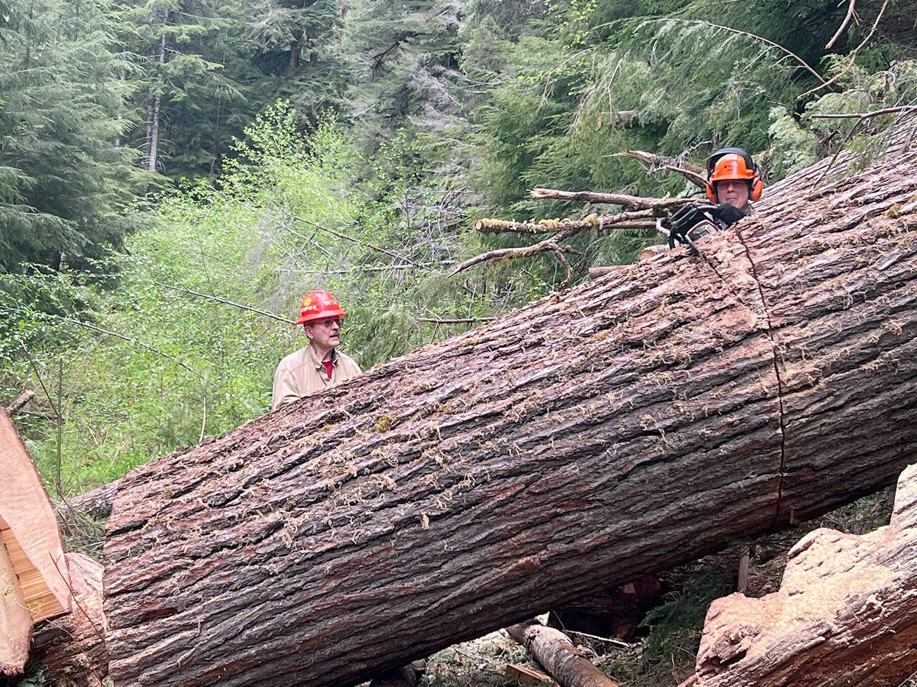 Washington Trail Association certified sawyer Paul “Toothpick” Hornberger watches as Bernt Ericsen makes one of several cuts to help move a massive log off an Olympic National Forest Service trail near LaBar Horse Camp. (Photo courtesy Bob Hoyle)