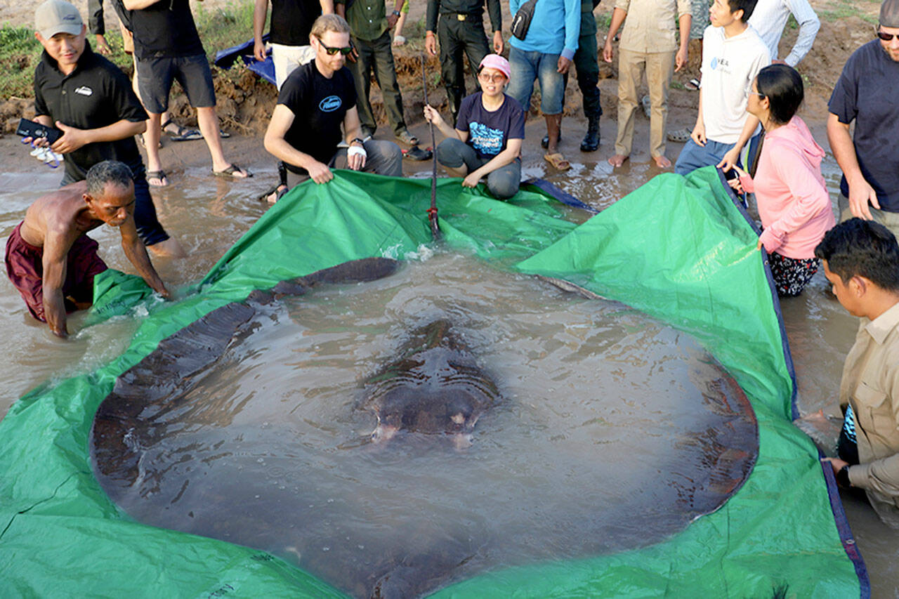A 661-pound giant freshwater stingray caught and released near a remote Cambodian island in the Mekong River is the largest freshwater fish in the world. Wonder of the Mekong and University of Nevada, Reno. (Wonder of the Mekong and University of Nevada-Reno)