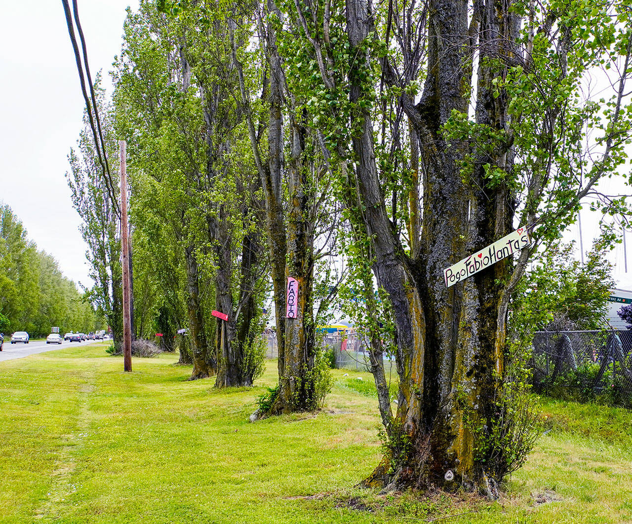 Popular poplar trees on Port of Port Townsend property along the south side of Sims Way in Port Townsend are adorned with Italian names as a result of the Adopt-a-Poplar program instituted by the Gateway Poplar Alliance’s efforts to save them from being cut down. For a donation, a person can choose which poplar to adopt and which Italian name, $50 for a female name and $100 for a male name to be displayed. (Steve Mullensky/For Peninsula Daily News)