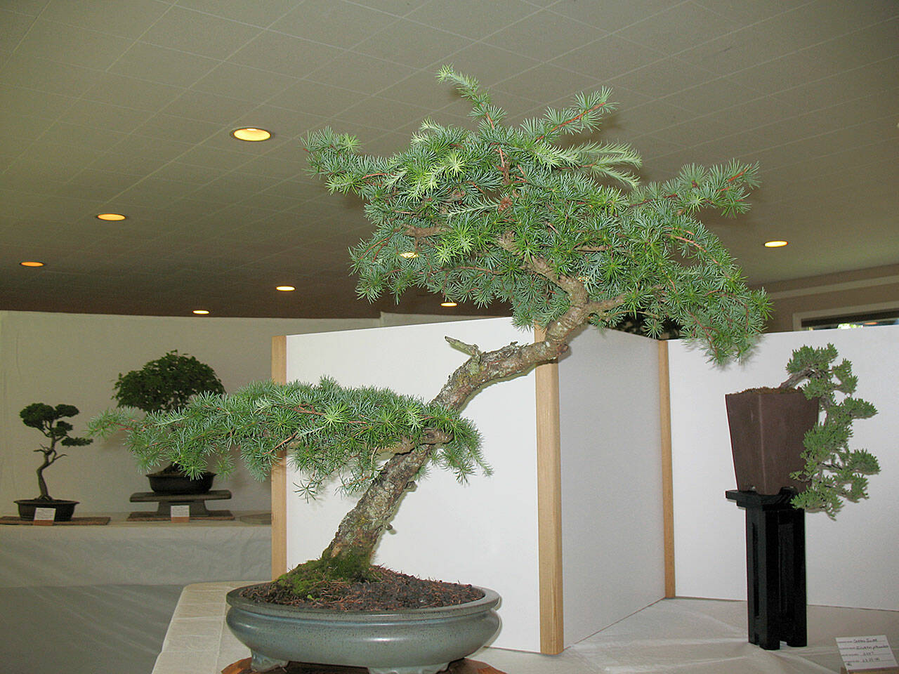 This bonsai is one of many bonsai trees on display on July 2 from the Dungeness Bonsai Society in Pioneer Memorial Park’s clubhouse. (Ron Quigley)