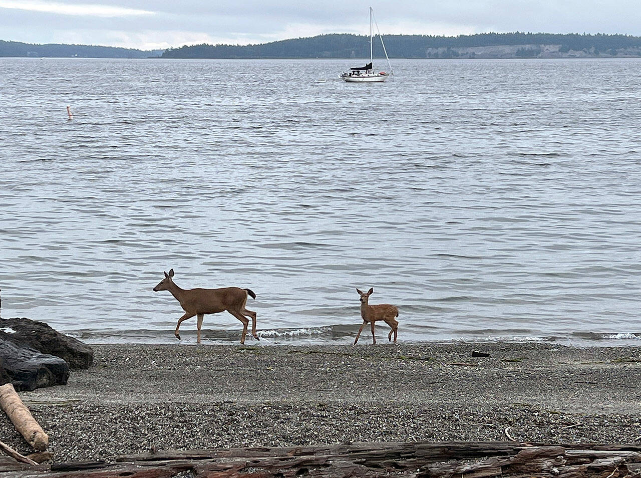 A doe and its fawn make tracks on the beach Tyler Street Plaza in Port Townsend. (Steve Mullensky/for Peninsula Daily News)