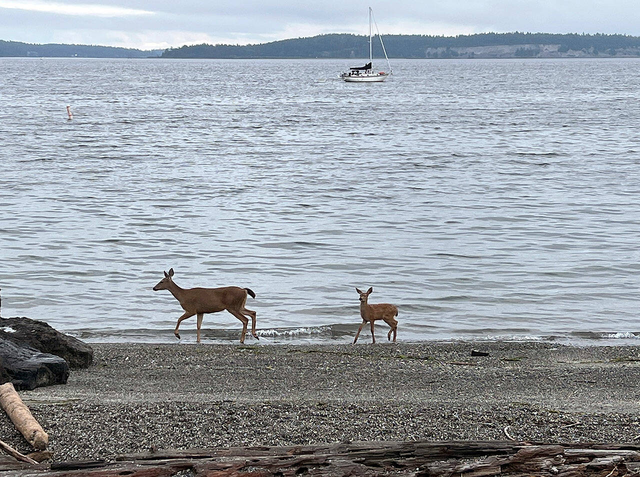 A doe and its fawn make tracks on the beach Tyler Street Plaza in Port Townsend. (Steve Mullensky/for Peninsula Daily News)