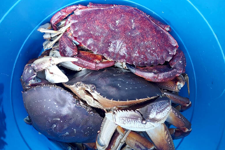 Port Townsend crabber Max Raymond had success off Kala Point, finding four large Dungeness and one rock crab during a recent trap pull.