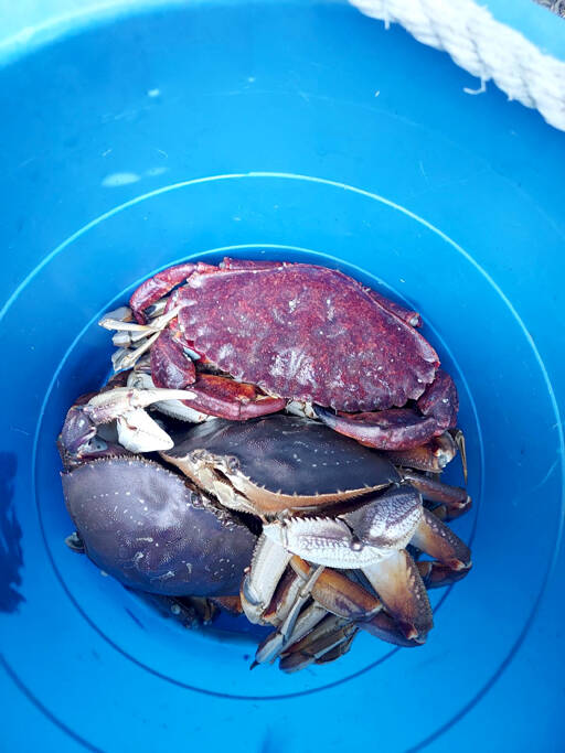 Port Townsend crabber Max Raymond had success off Kala Point, finding four large Dungeness and one rock crab during a recent trap pull.