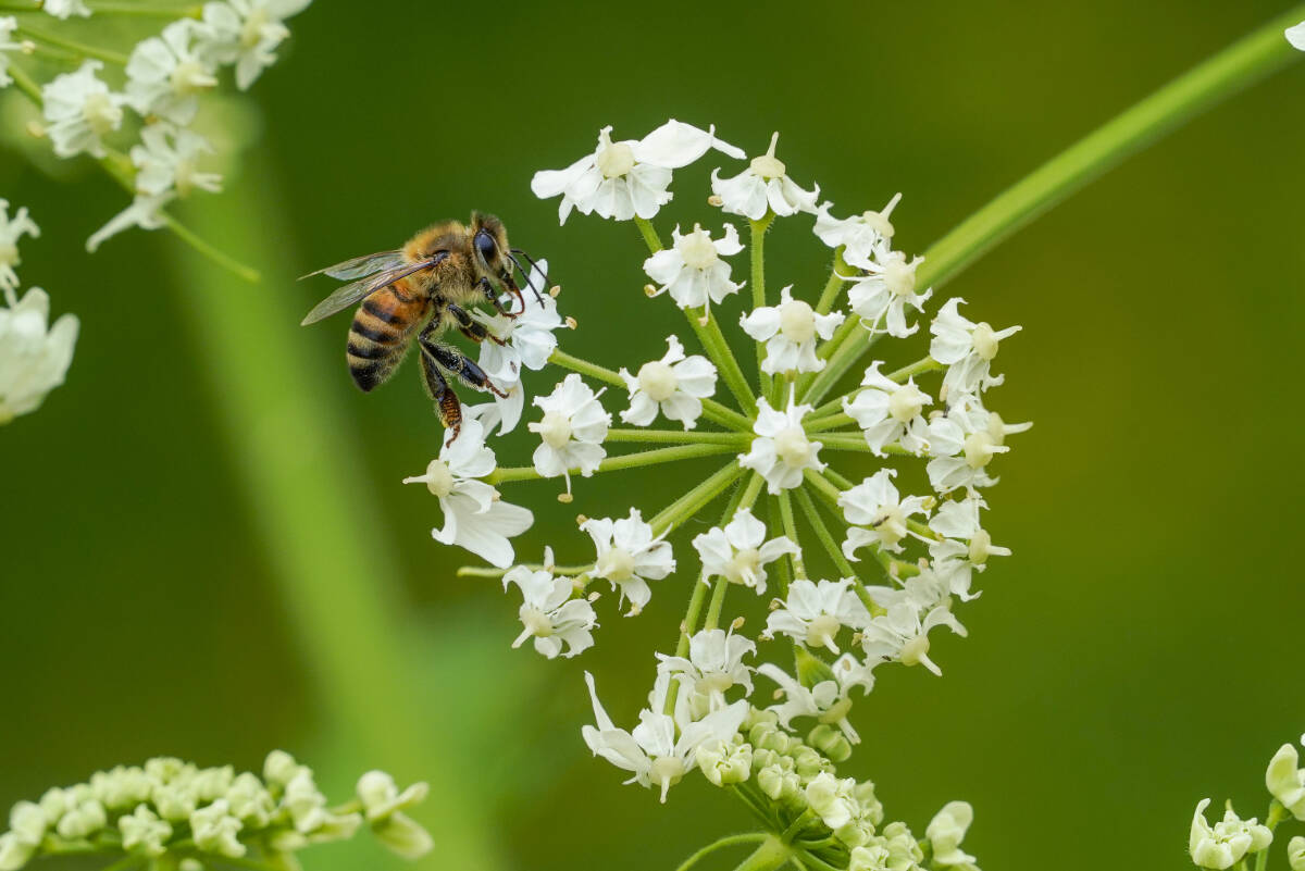 Bees are vital to Bloedel Reserve, whose wetlands and wildflower meadow depend upon pollinators for their ability to set seed and perpetuate themselves.