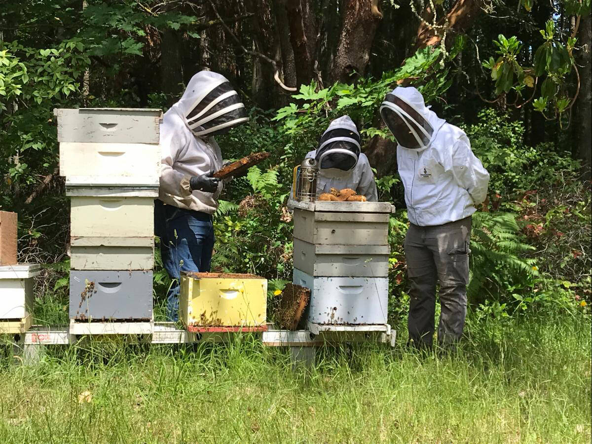 Local beekeeper Bryan Kramer has more than 15 honeybee hives at Bloedel Reserve.
