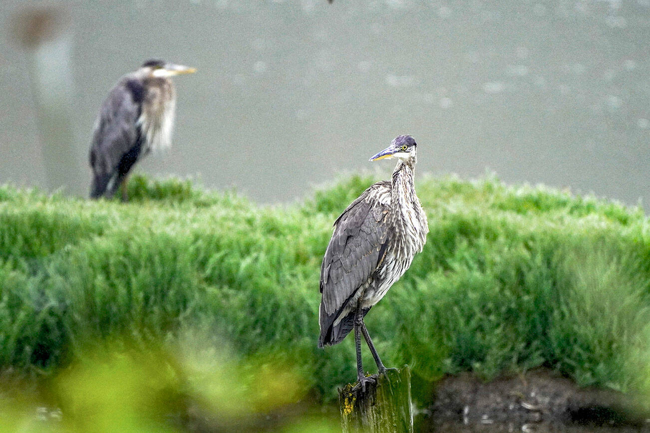 A great blue heron keeps a keen eye out for prey while standing on a stump at Chinese Gardens in the North Beach neighborhood of Port Townsend. Herons are only one of the many water fowl that can be seen at the lagoon year round. (Steve Mullensky/for Peninsula Daily News)
