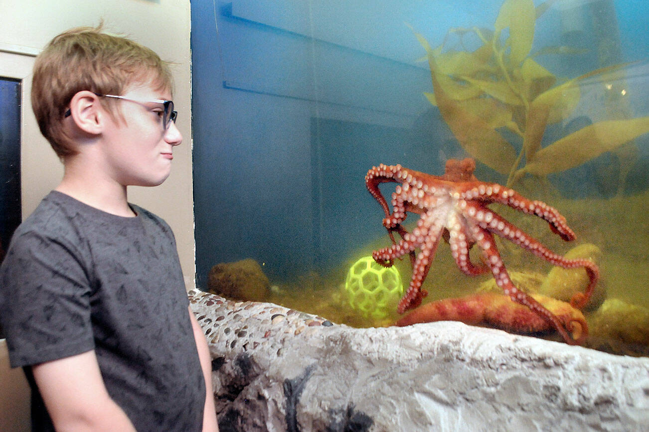 Keith Thorpe/Peninsula Daily News
Landon Williams, 8, of Lakewood watches a young giant Pacific octopus in its tank on Thursday at Feiro Marine Life Center at Port Angeles City Pier.