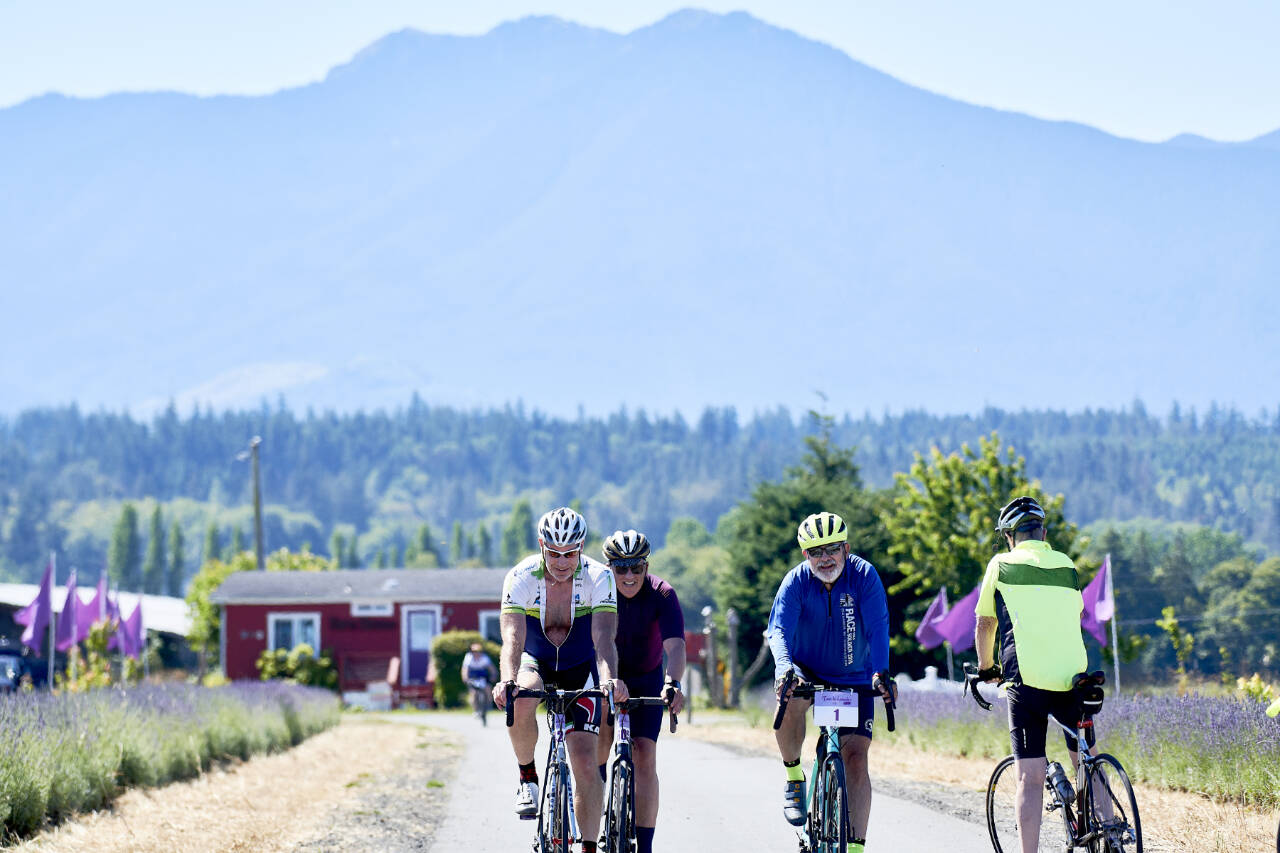 Photo courtesy of Dan James
Nearly 800 people rode in the Tour de Lavender this weekend in Sequim and Dungeness valleys, with the event expected to raise $20,000 to help main the Olympic Peninsula Trail.